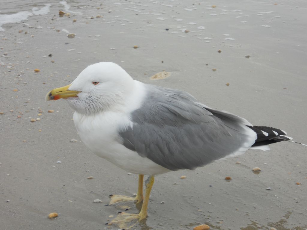 LARUS  ??????